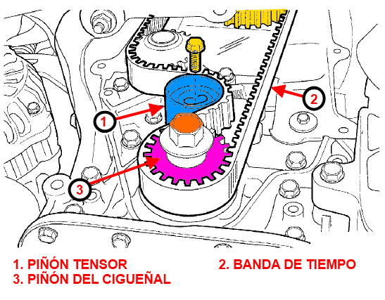 Piñón tensor de la banda de tiempo